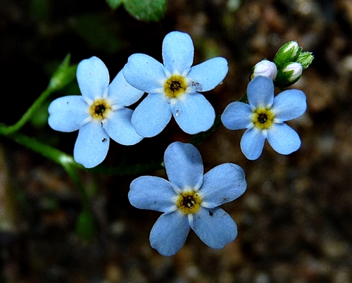 {Myosotis scorpioides}